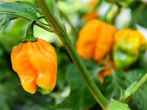 Habañero peppers. Things To Know About Habañero peppers. 